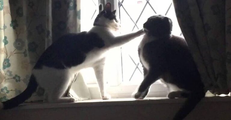 Scrappy and Edwin Fight Over a Box! – We Love Cats and Kittens