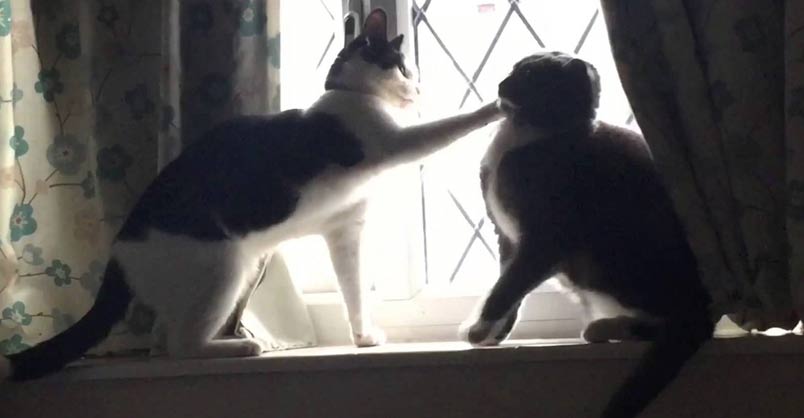 Scrappy and Edwin Fight Over a Box! – We Love Cats and Kittens