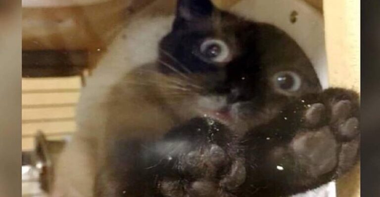 Shelter Cat Chooses Man and Tries Everything to Steal His Heart – We
