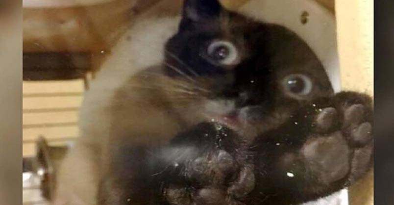 Shelter Cat Chooses Man and Tries Everything to Steal His Heart – We