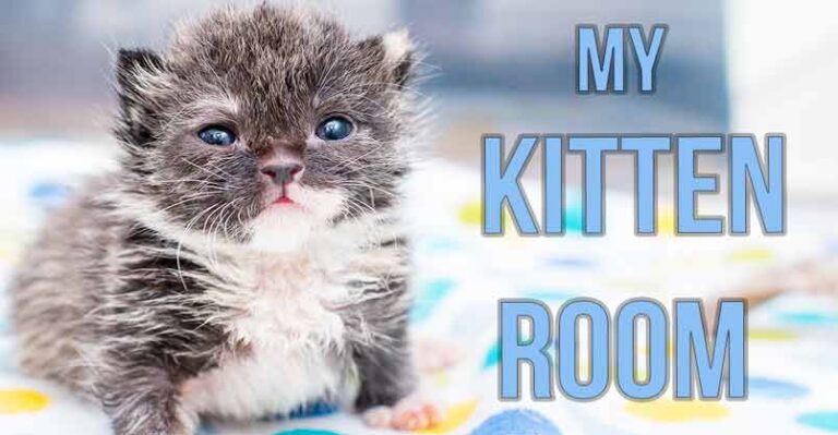 Sneak Peek Inside My Kitten Nursery! – We Love Cats and Kittens