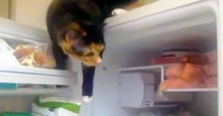Sneaky Cat Opens Freezer To Find Favorite Snack – We Love Cats and