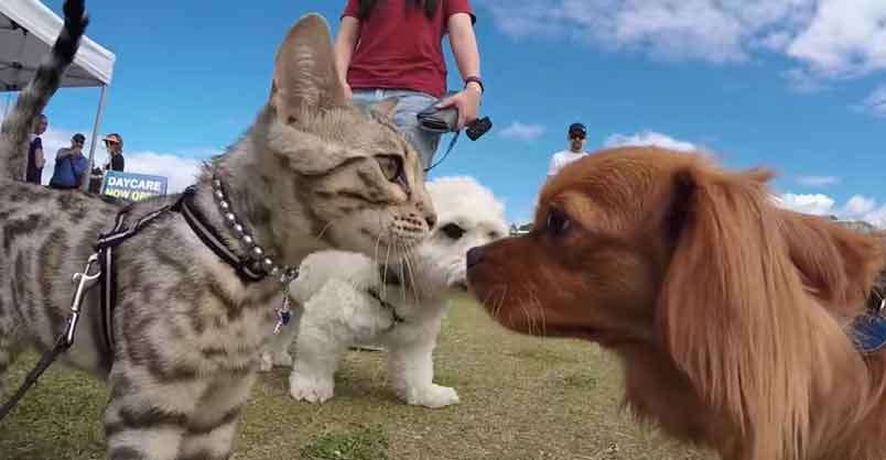 So, I was walking my CAT on a leash at a dog event….