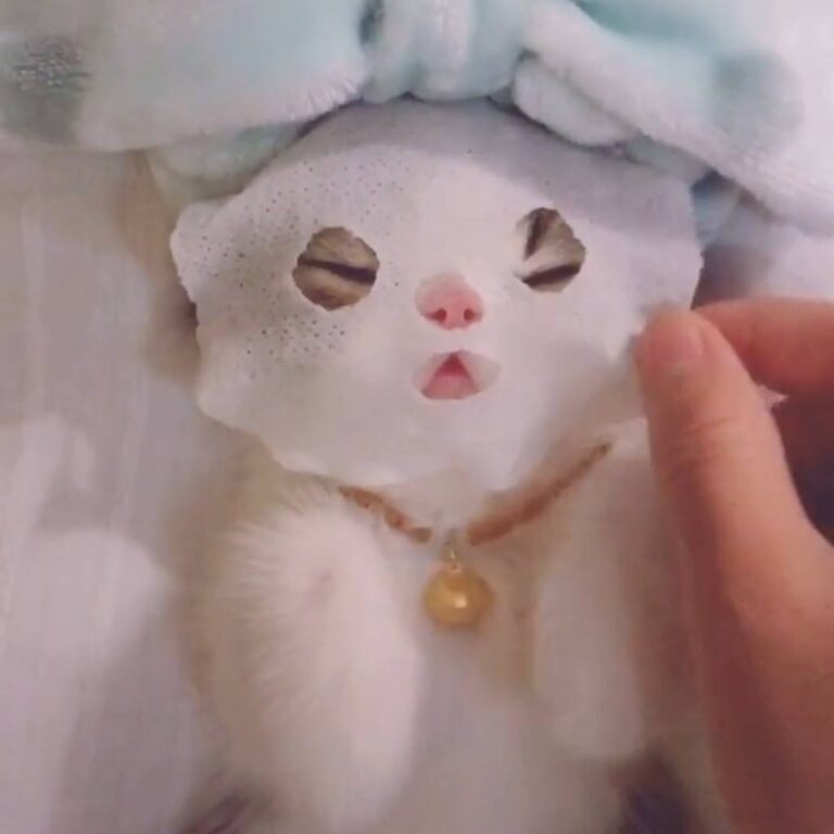 Spa time. Join our group: Happy Cats