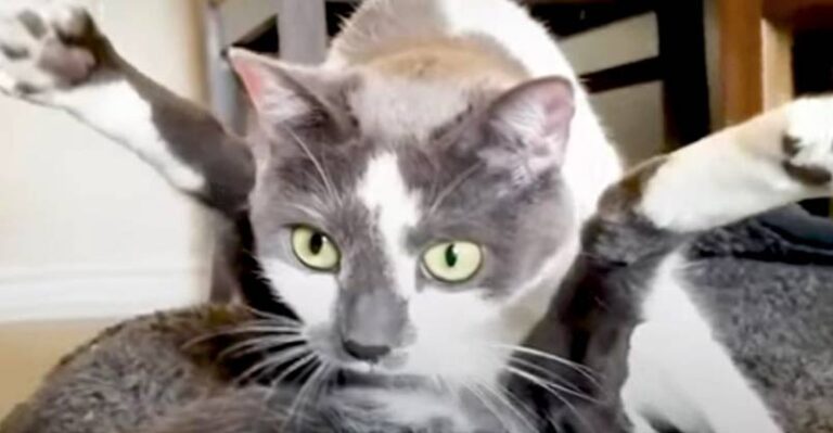 Special Cat Turns Guy Who Hated Cats Into The Ultimate Cat Dad – We
