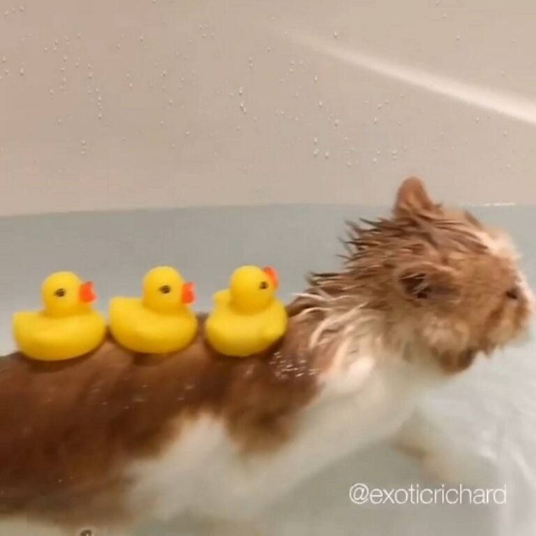 Splish splash I was taking a bath. Join our group: Happy Cats