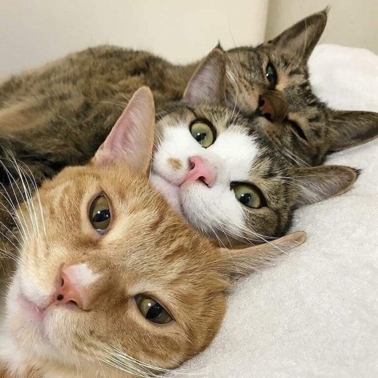 Squad goals. (Credit: go_home_loa | IG) Join our group: Happy Cats