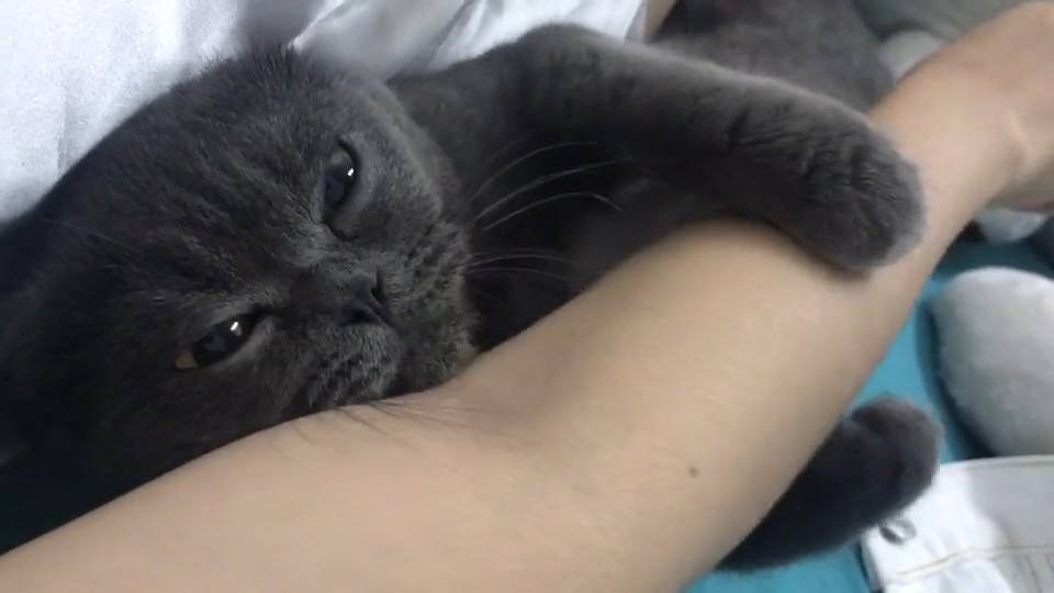 “Stay here with me, hooman.”
