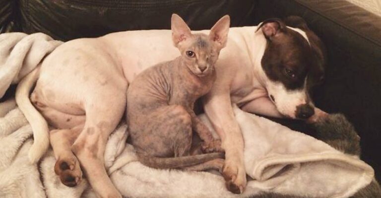 Stitch the One-Eyed Cat Gets Adopted and Also Gets a New Best Friend