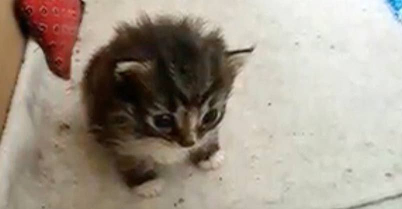 Stray Cat Brings a Tiny Surprise to Woman Who Gave Her Food – We Love