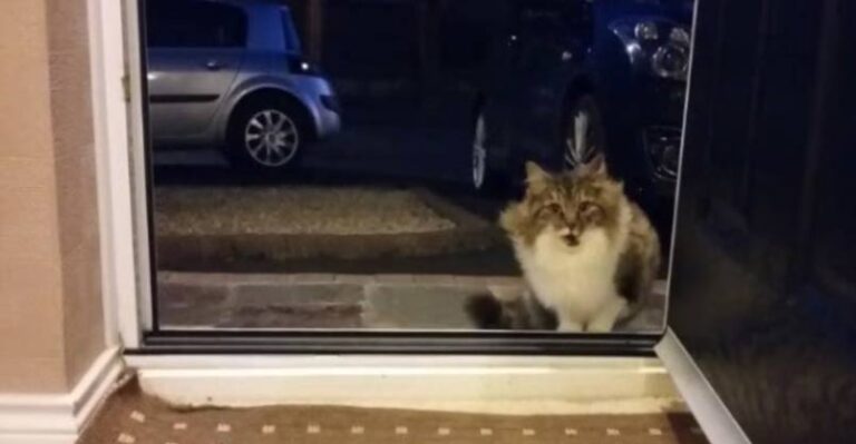 Stray Cat Following and Begging to be Let Inside Had a Very Good