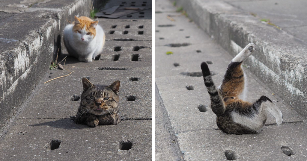 Stray Cats Find Drain Pipe Holes And Now They Are Having The Time Of