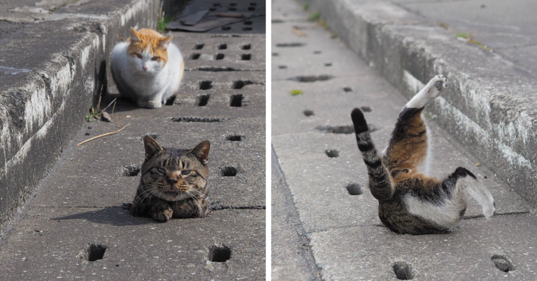 Stray Cats Find Drain Pipe Holes And Now They Are Having The Time Of