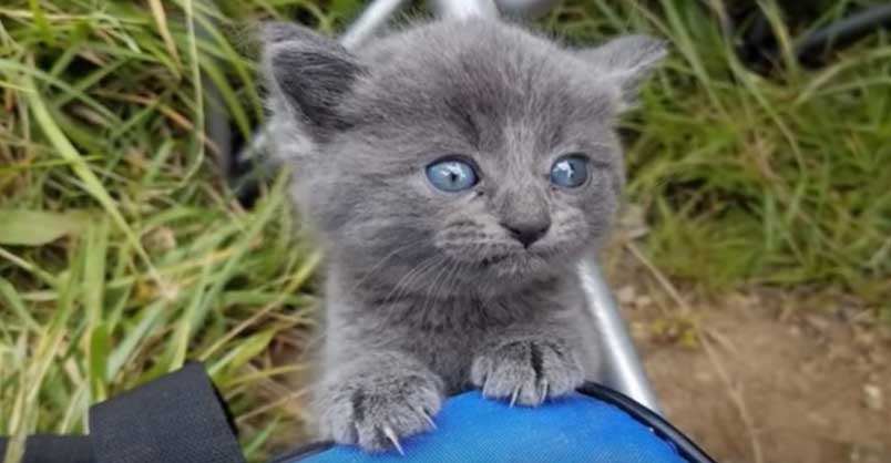 Stray Kitten Appears to Man Meowing for Help While He is Fishing – We