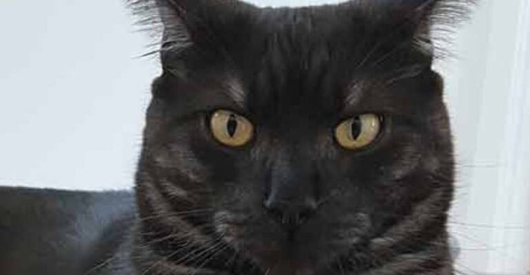 Stunning Maine Coon – 31st August 2018 – We Love Cats and Kittens