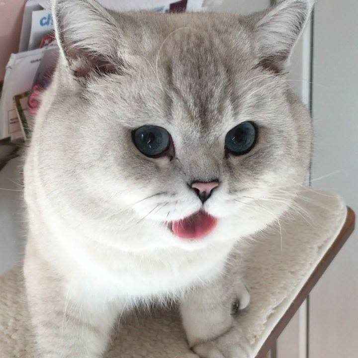 Such a big kitty! Join our group: Happy Cats