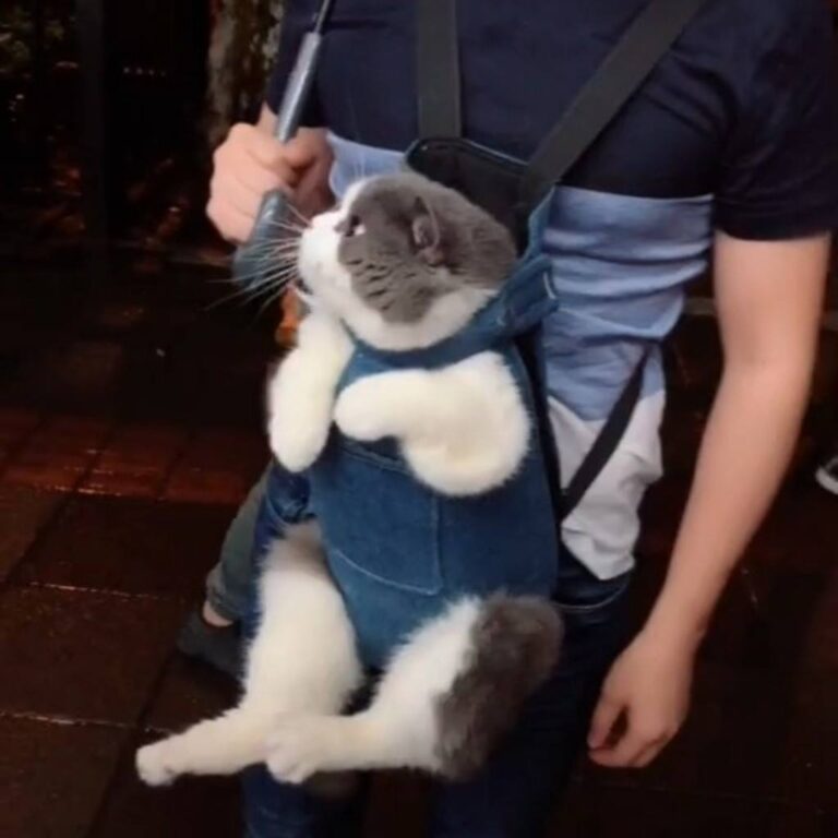 Such a cute baby! Join our group: Happy Cats