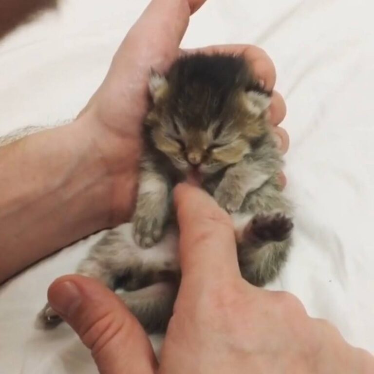 Such a precious little kitten! Join our group: Happy Cats