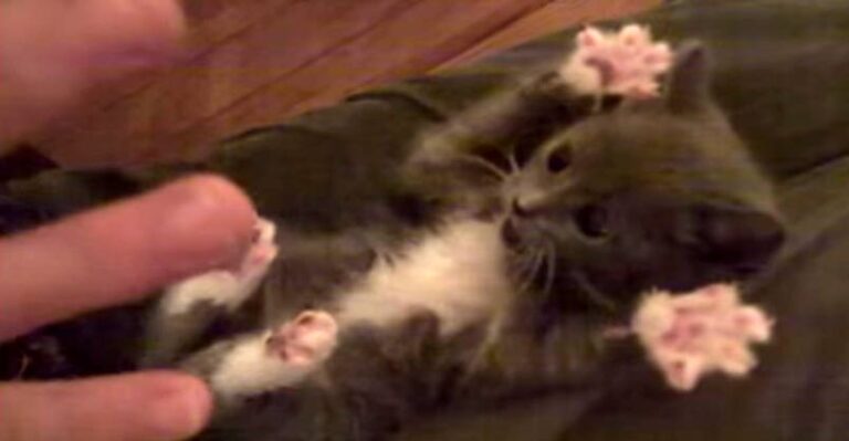 Surprised Kitty !! – We Love Cats and Kittens