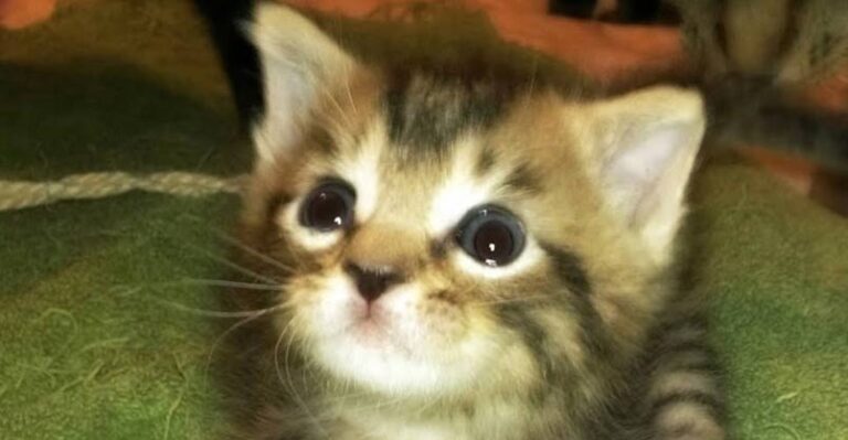 T Rex Kitten Finds The Best Dad Ever – We Love Cats and Kittens