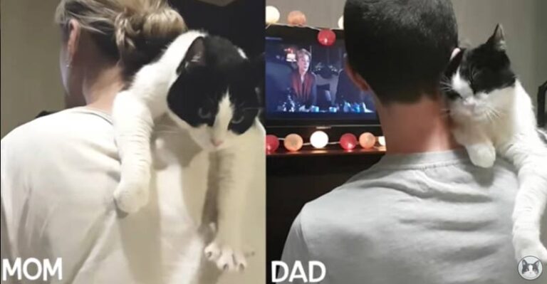 The Different Love a Cat Has For His Mom and Dad – We Love Cats and
