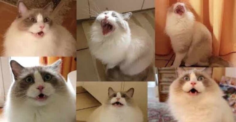 The Hunger Meows – We Love Cats and Kittens