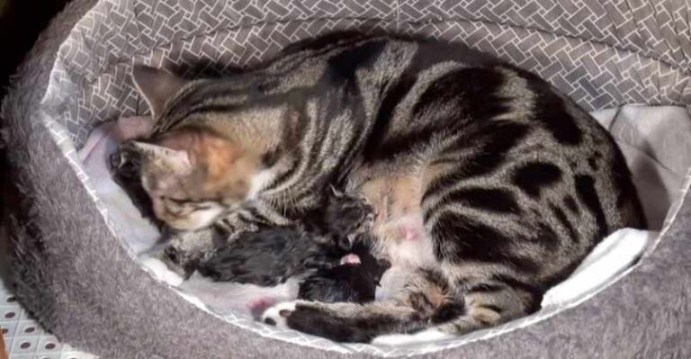 The Miracle of Birth – a must see video
