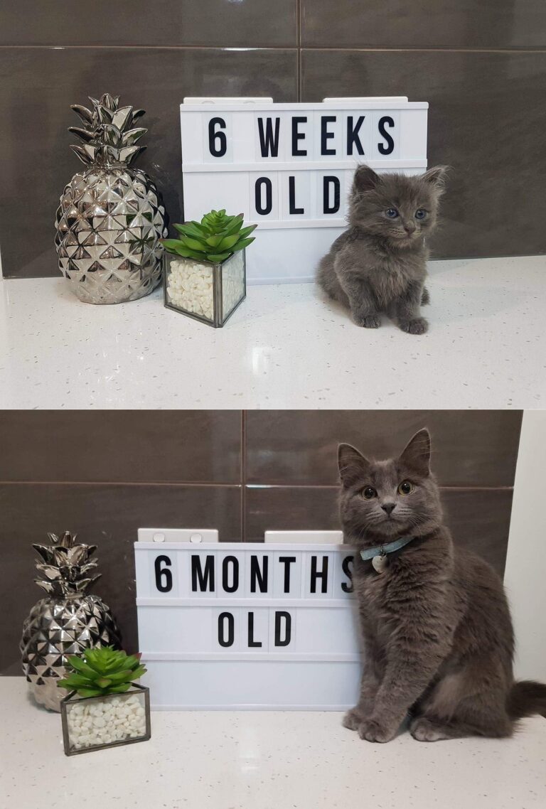 The difference a few months makes! Join our group: Happy Cats