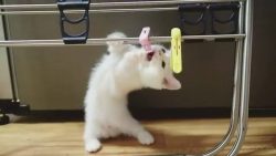 Why Do Cats Get the Zoomies?