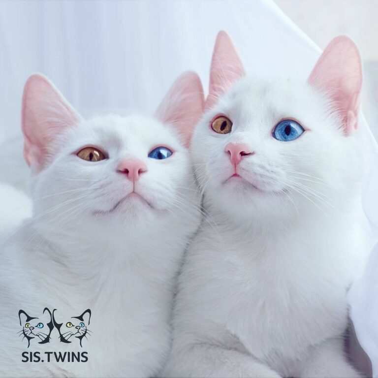 The most beautiful twin cats in the world. (Via: Iriss Abyss) Join