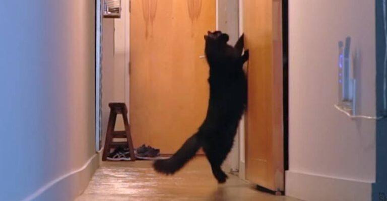 There Are 2 Kinds of Cats In This World – We Love Cats and Kittens