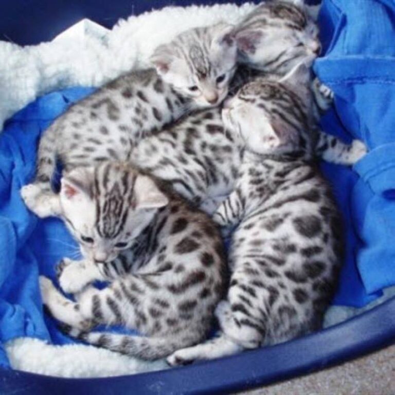 These Silver Bengal kittens are adorable don’t you think?