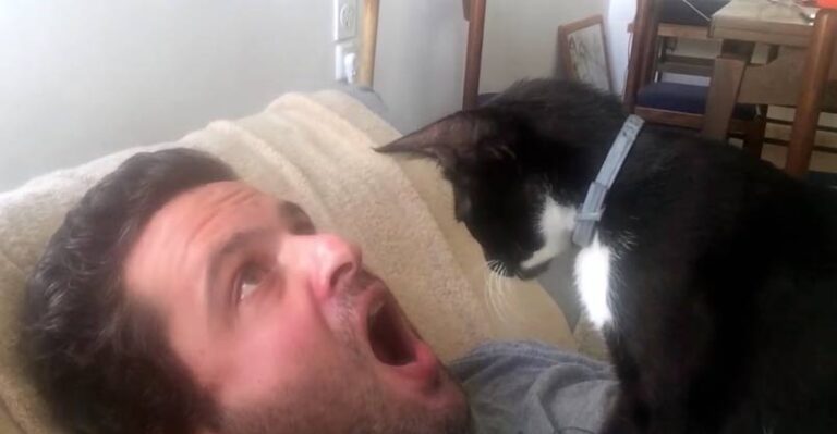 This Cat Dentist Will Have You in Stitches !!