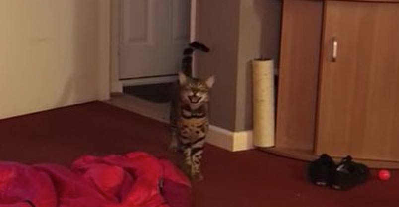 This Cat Sings “Boom Boom Let Me Hear You Say Wayoo” – We Love Cats