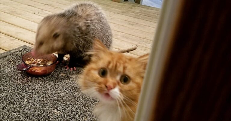 This Cat’s Reaction To Possum Stealing Her Food Gets Better And
