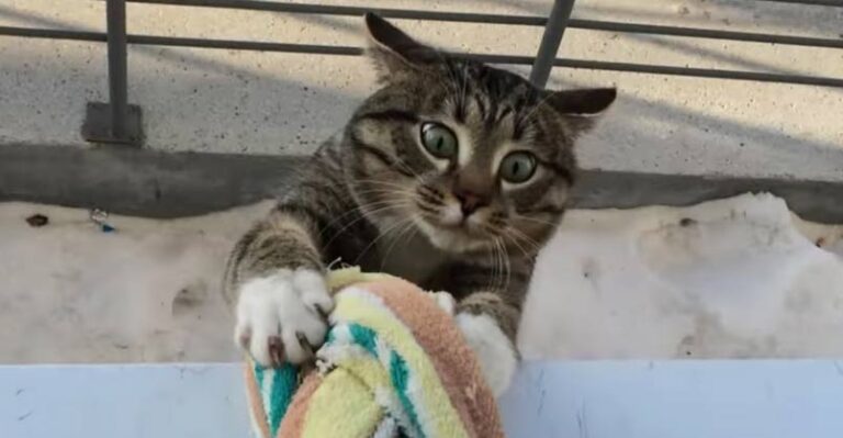 This Kitty Has a Very Unique Way to Get Back in the House!