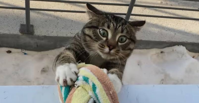This Kitty Has a Very Unique Way to Get Back in the House!