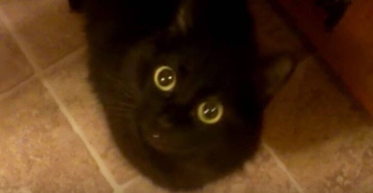 This Kitty Makes a Very Funny Noise. Meet Nanu, the Meeping Cat!