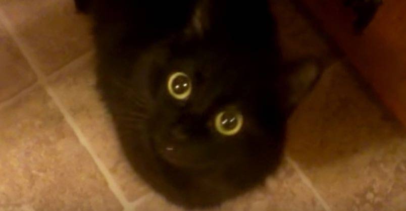 This Kitty Makes a Very Funny Noise. Meet Nanu, the Meeping Cat!