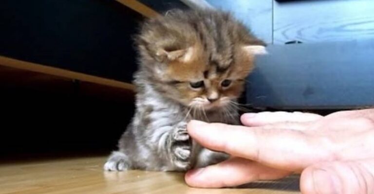 This Little Kitty is Off the Scale Cute!! – We Love Cats and Kittens