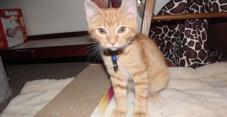This Rescue Kitten Was Constantly Crying Then His Owner Realized He