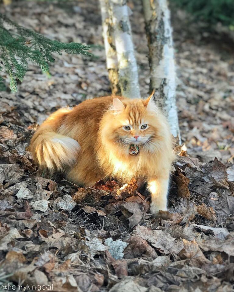 This Siberian cat is a majestic forest king. (Via: Henrykingcat) Join