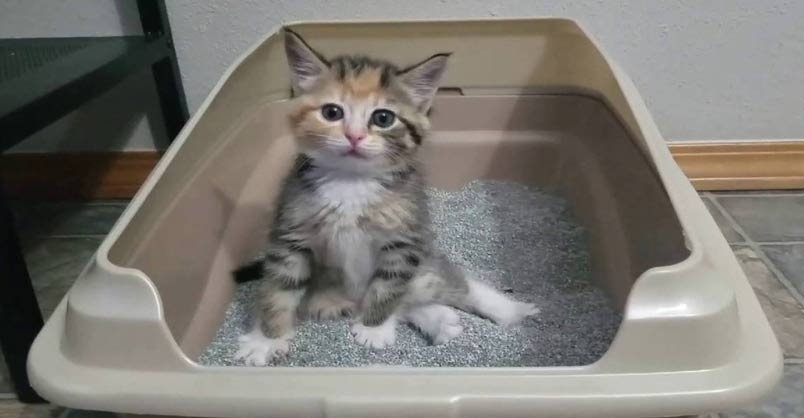 This is Hilarious! Little Kitten Learning to Use Litter Box Has Some