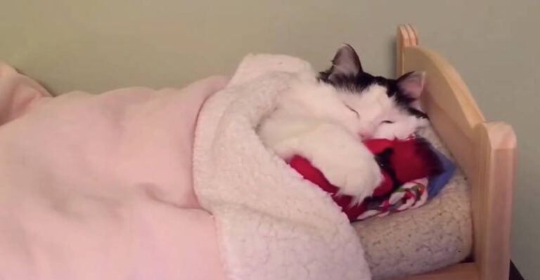 This is Too Cute! Cat Sleeps Every Night in Tiny Human Bed