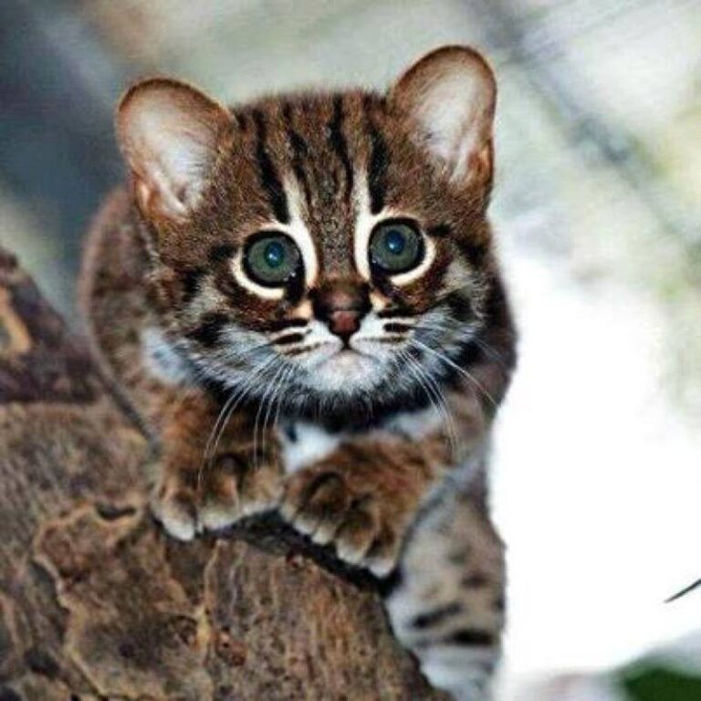 This is an endangered ‘Rusty Spotted Cat’ kitten. Let’s hope they
