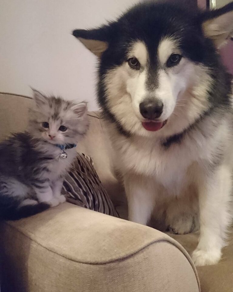 This is beyond adorable. (Via: Life with Malamutes – Official