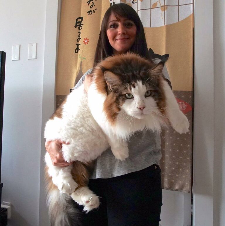 This is the biggest cat I’ve ever seen. (Via: Samson the Cat aka