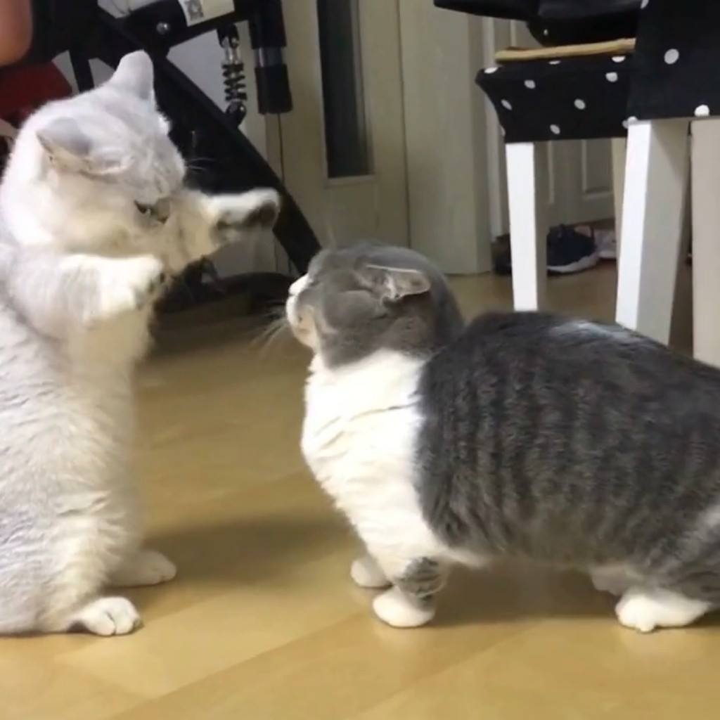 This is the cutest fight you’ll see all day. Join our group: Happy
