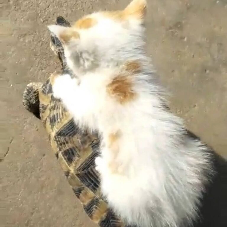 This kitten riding a turtle and I can’t cope. Join our group: Happy