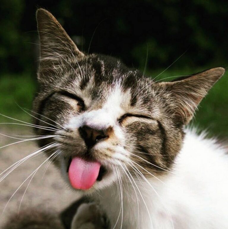 This kitty has plenty of “cattitude” ! Does yours?